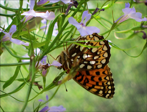 Adirondack Butterflies:  Atlantis Fritillary (16 June 2012)